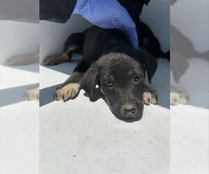 German Shepherd Dog-Unknown Mix Dogs for adoption in Houston, TX, USA