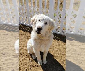Great Pyrenees Dogs for adoption in Phelan, CA, USA