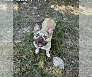 French Bulldog Dogs for adoption in Oak Bluffs, MA, USA