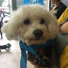 Poodle (Miniature) Dogs for adoption in West Hollywood, CA, USA