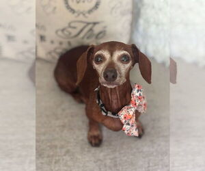 Dachshund Dogs for adoption in Fruitland, SC, USA