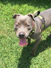 American Pit Bull Terrier Dogs for adoption in west Palm Beach, FL, USA