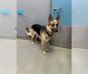 German Shepherd Dog-Unknown Mix Dogs for adoption in Las Vegas, NV, USA