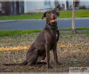 Labrador Retriever-Unknown Mix Dogs for adoption in Clovis, CA, USA