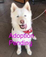 Samoyed Dogs for adoption in Santa Clarita, CA, USA