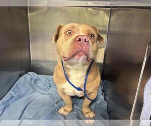 American Bulldog-Unknown Mix Dogs for adoption in Grand Prairie, TX, USA