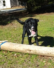 Borador Dogs for adoption in Social Circle, GA, USA