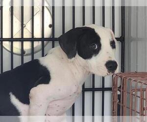 Staffordshire Bull Terrier-Unknown Mix Dogs for adoption in Houston, TX, USA