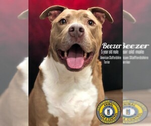 American Staffordshire Terrier Dogs for adoption in Nicholasville, KY, USA