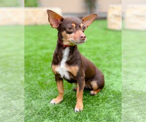 Chihuahua Dogs for adoption in PIPE CREEK, TX, USA