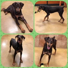 Doberman Pinscher Dogs for adoption in Lawton, OK, USA