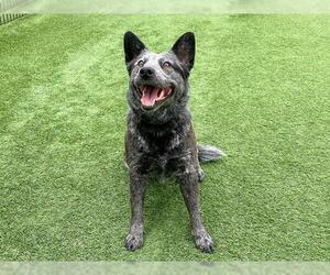 Mutt Dogs for adoption in Orange, CA, USA