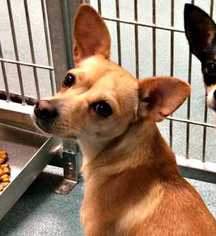 Chihuahua Dogs for adoption in Durham, NC, USA