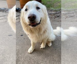 Great Pyrenees Dogs for adoption in Athens, TX, USA