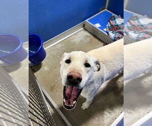 Labrador Retriever-Unknown Mix Dogs for adoption in Pierceton , IN, USA