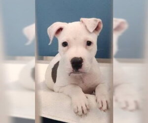 American Pit Bull Terrier-Unknown Mix Dogs for adoption in Frankenmuth, MI, USA