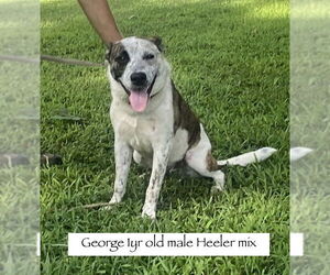 Red Heeler-Unknown Mix Dogs for adoption in Sparta, TN, USA