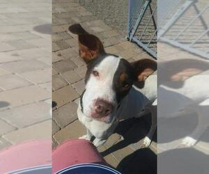 Labmaraner Dogs for adoption in Tucson, AZ, USA