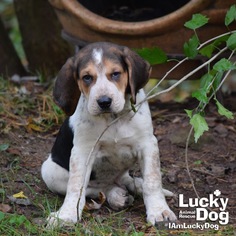Medium Photo #1 Bloodhound-Unknown Mix Puppy For Sale in Washington, DC, USA
