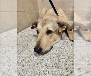 Labrador Retriever Dogs for adoption in Conroe, TX, USA