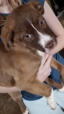 American Pit Bull Terrier-Anatolian Shepherd Mix Dogs for adoption in Kenosha, WI, USA
