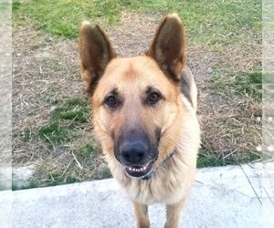 German Shepherd Dog Dogs for adoption in La Grange , NC, USA