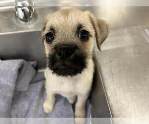 Mutt Dogs for adoption in Martinez, CA, USA