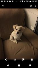 Malchi Dogs for adoption in Livermore, CA, USA