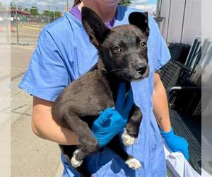 Border Collie-Unknown Mix Dogs for adoption in Stockton, CA, USA