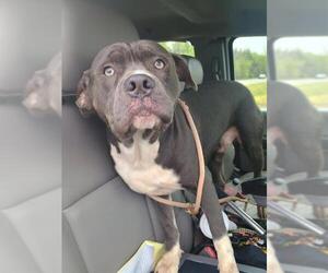 American Pit Bull Terrier-Unknown Mix Dogs for adoption in Oklahoma City, OK, USA