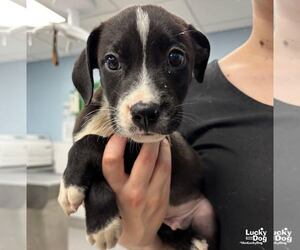 Labrador Retriever-Unknown Mix Dogs for adoption in Washington, DC, USA
