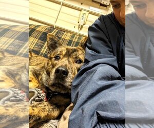 Medium Photo #1 Akita-German Shepherd Dog Mix Puppy For Sale in Rowayton, CT, USA