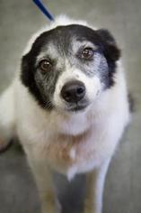 Border-Aussie Dogs for adoption in CORNING, NY, USA