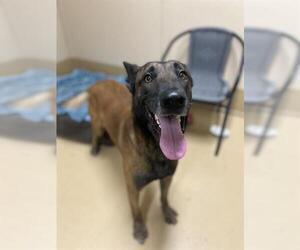 Mutt Dogs for adoption in Chula Vista, CA, USA