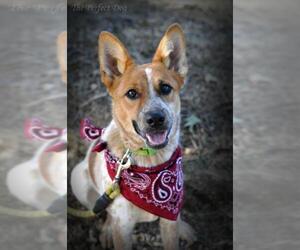 Mutt Dogs for adoption in Milpitas, CA, USA