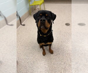 Rottweiler Dogs for adoption in Brighton, CO, USA
