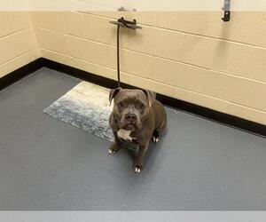 Staffordshire Bull Terrier-Unknown Mix Dogs for adoption in Denver, CO, USA