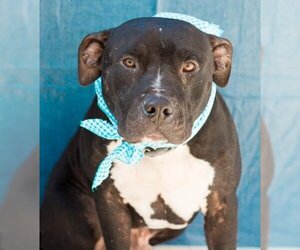 American Staffordshire Terrier Dogs for adoption in Tracy, CA, USA