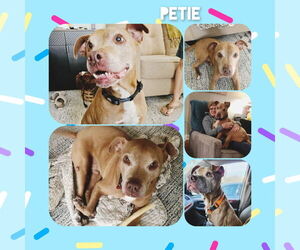 Mutt Dogs for adoption in Myrtle Beach, SC, USA