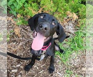 Pointer-Unknown Mix Dogs for adoption in Minneapolis, MN, USA