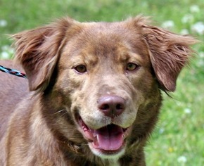 Australian Retriever Dogs for adoption in Yardley, PA, USA