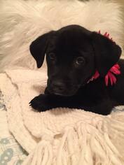 Medium Photo #1 Labrador Retriever-Unknown Mix Puppy For Sale in SHERBURNE, NY, USA
