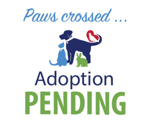 Chug Dogs for adoption in Alexandria, VA, USA
