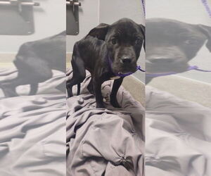 Mutt Dogs for adoption in Las Vegas, NV, USA