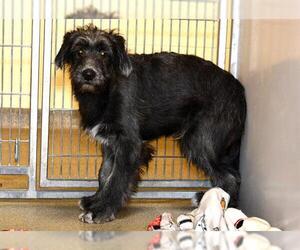 - Mix Dogs for adoption in West Valley, UT, USA