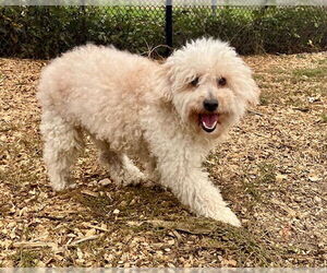 Poodle (Miniature) Dogs for adoption in Santa Cruz, CA, USA