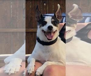 Rat Terrier Dogs for adoption in Sandy, UT, USA