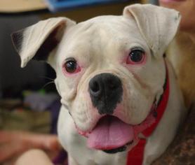 Boxer Dogs for adoption in Longview, WA, USA