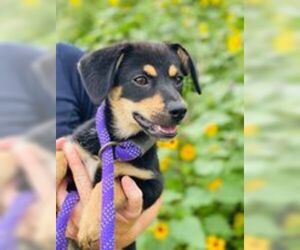 Dorgi Dogs for adoption in Pleasanton, TX, USA