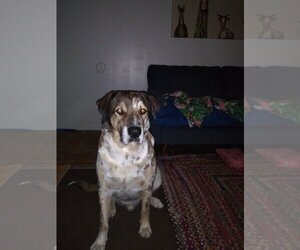Catahoula Leopard Dog Dogs for adoption in San Angelo, TX, USA